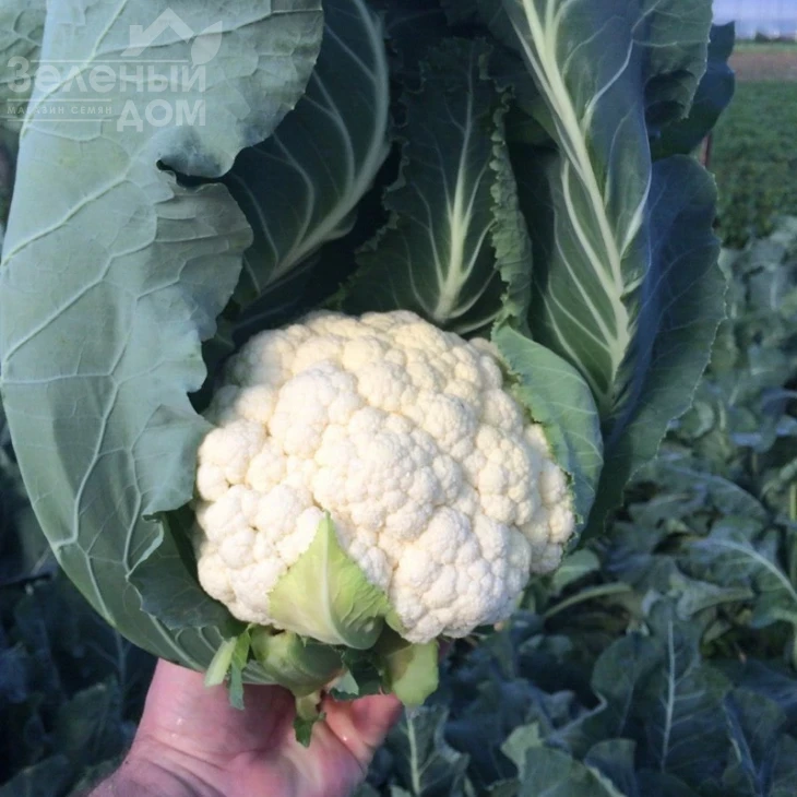 Синерджи F1 / Synergy F1,70-75 дней фото 2