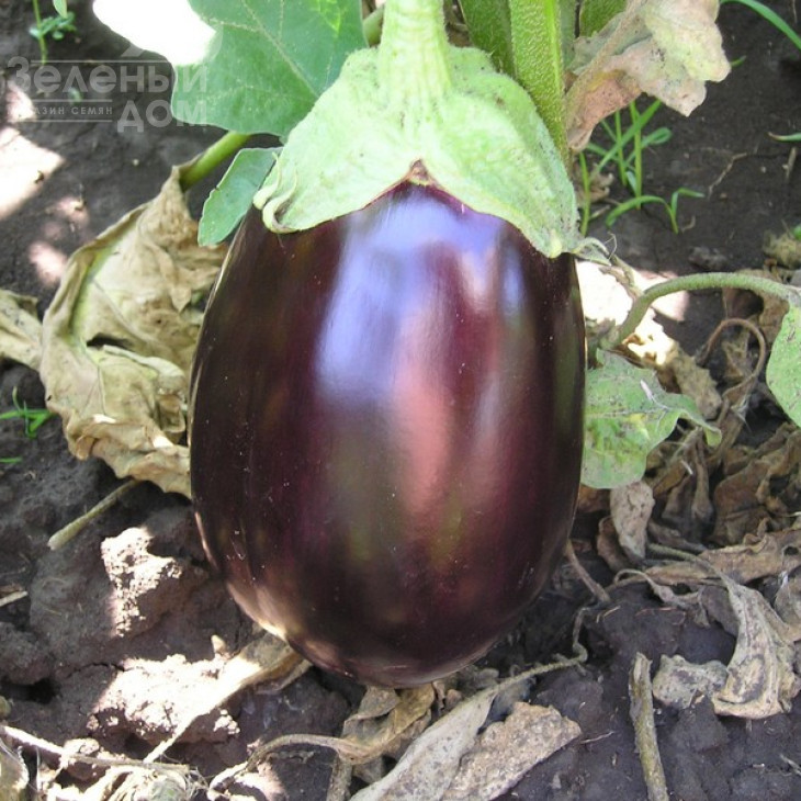 Галіне F1 / Galine F1,60-65 днів фото 1