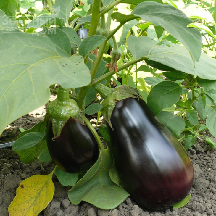 Модар F1 / Modar F1, 60 днів фото 1