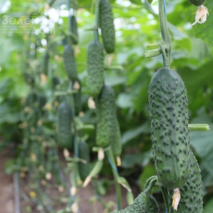 СВ 3506 CV F1 / SV 3506 CV F1,40-45 дней фото 4