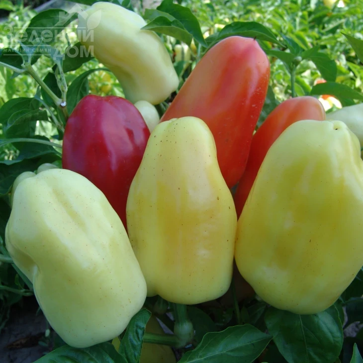 Бонета / Boneta фото 2