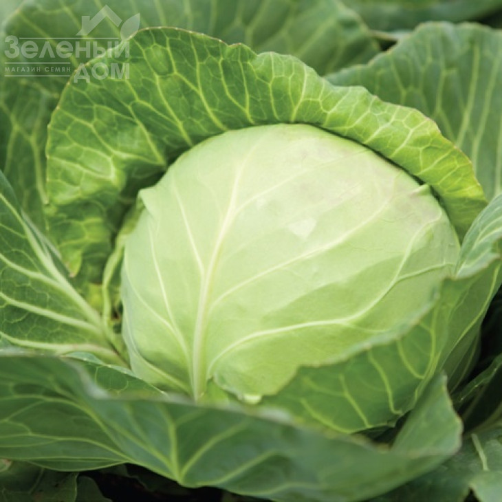 Кевін F1 / Kevin F1,50-52 дні фото 1