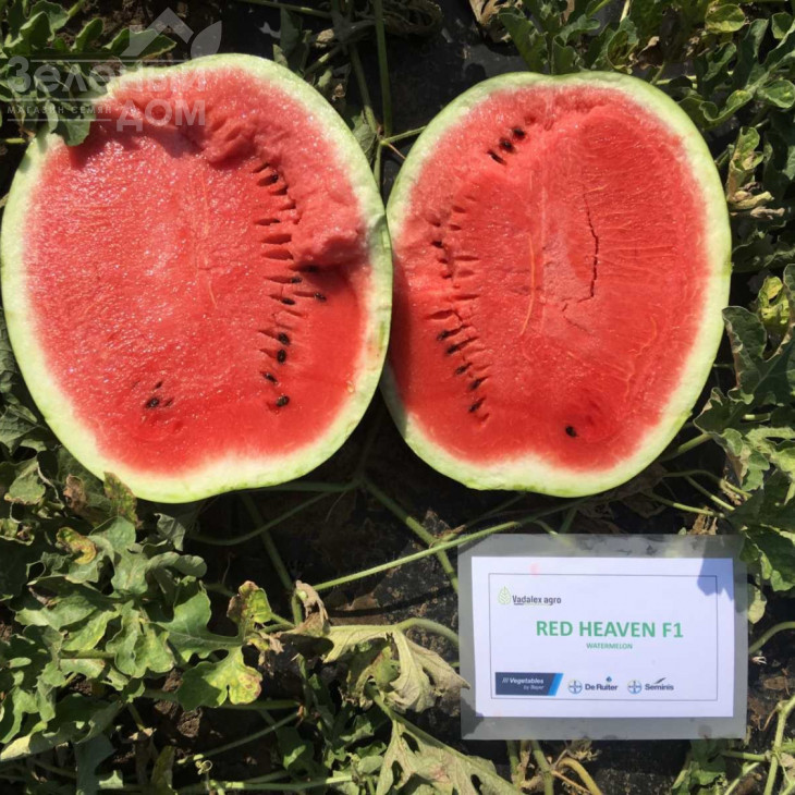 Ред Хевен F1 / Red Heaven F1, 70-75 днів фото 1