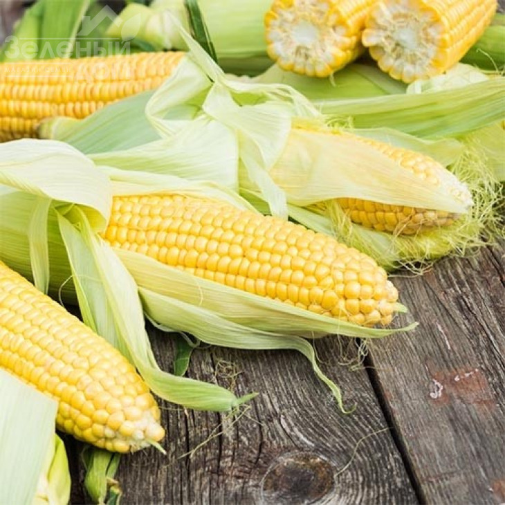 Дейнеріс F1 / Deyneris F1, 65-68 днів фото 1