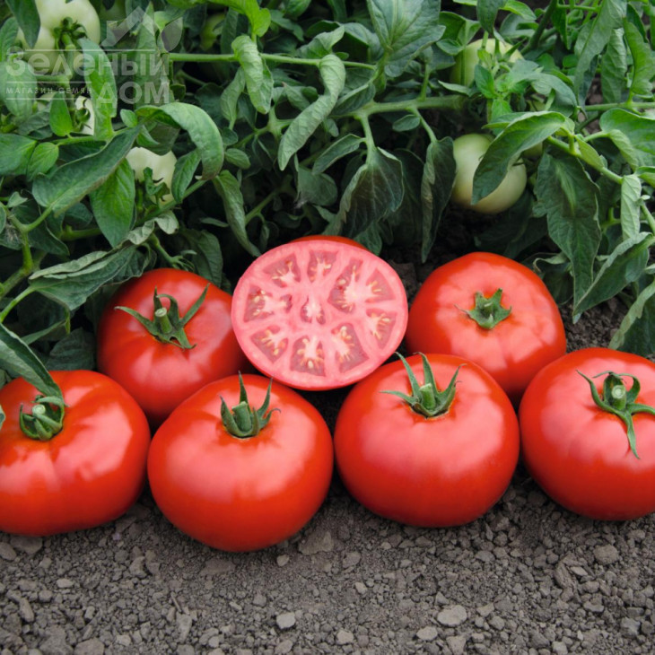 Томск F1 / Tomsk F1,70-75 днів фото 1