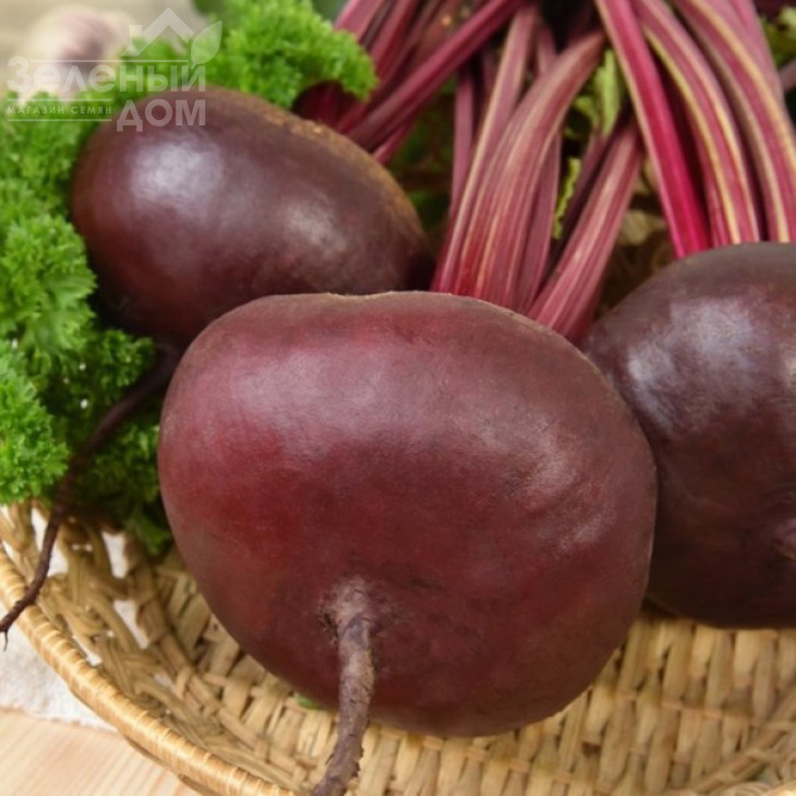 Єгипетський / Egipetskiy, 100-120 днів фото 1