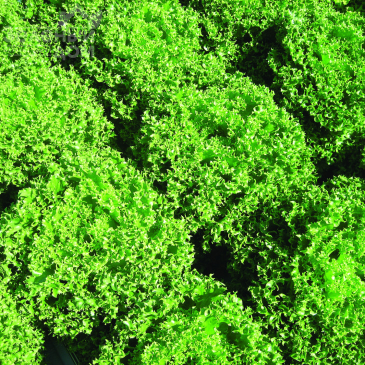 Фінстар F1 / Finstar F1 фото 1