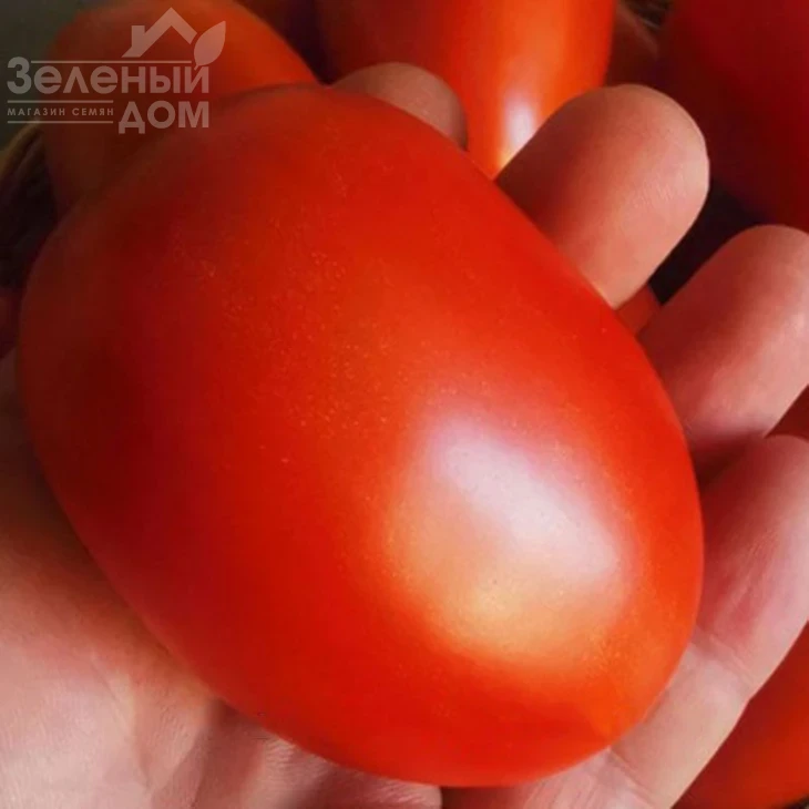 Симон (INX 3001) F1 / Simon (INX 3001) F1,120 дней фото 1