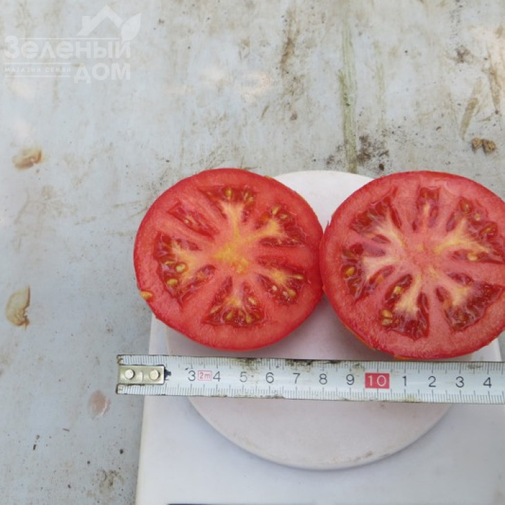 Целестін F1 / Celestin F1,65 днів фото 4