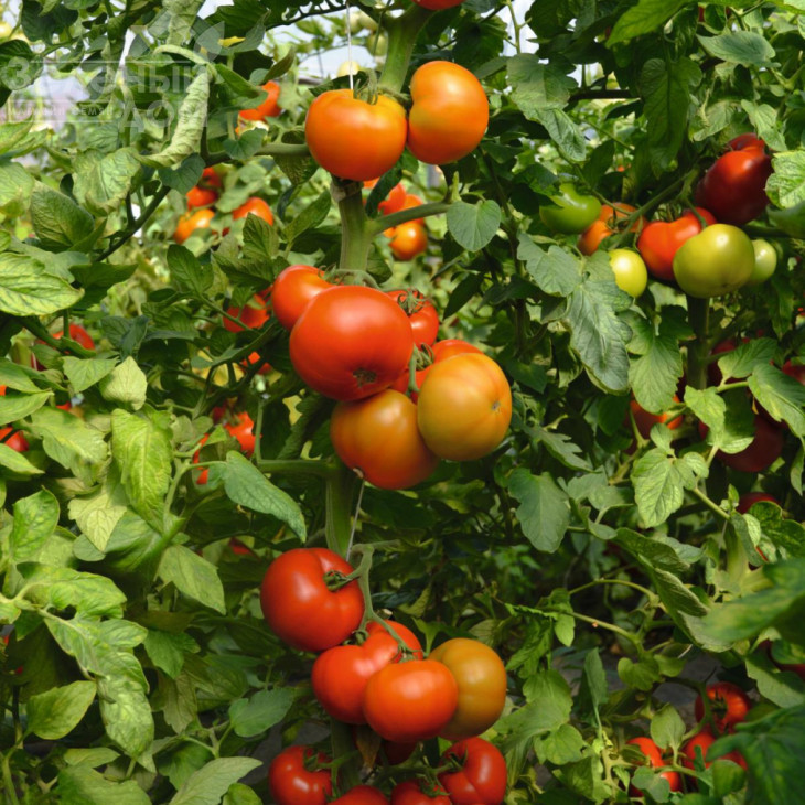 Тобольск F1 / Tobolsk F1,70-75 днів фото 1