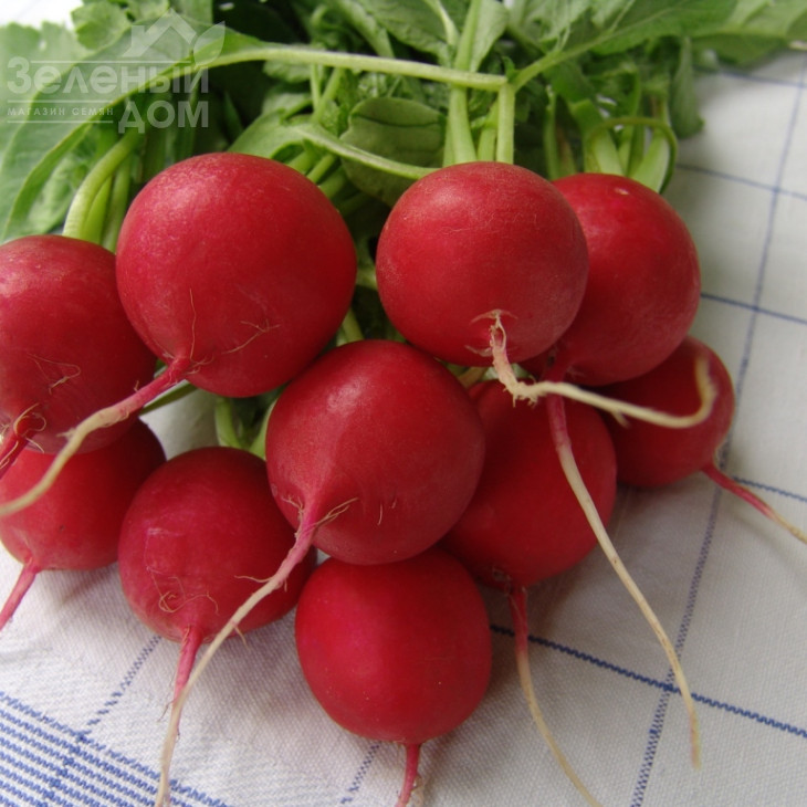 Стела / Stela фото 1