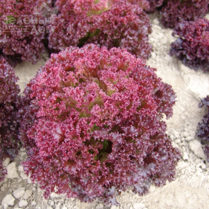 Ніколай / Nikolay,60-70 днів фото 1