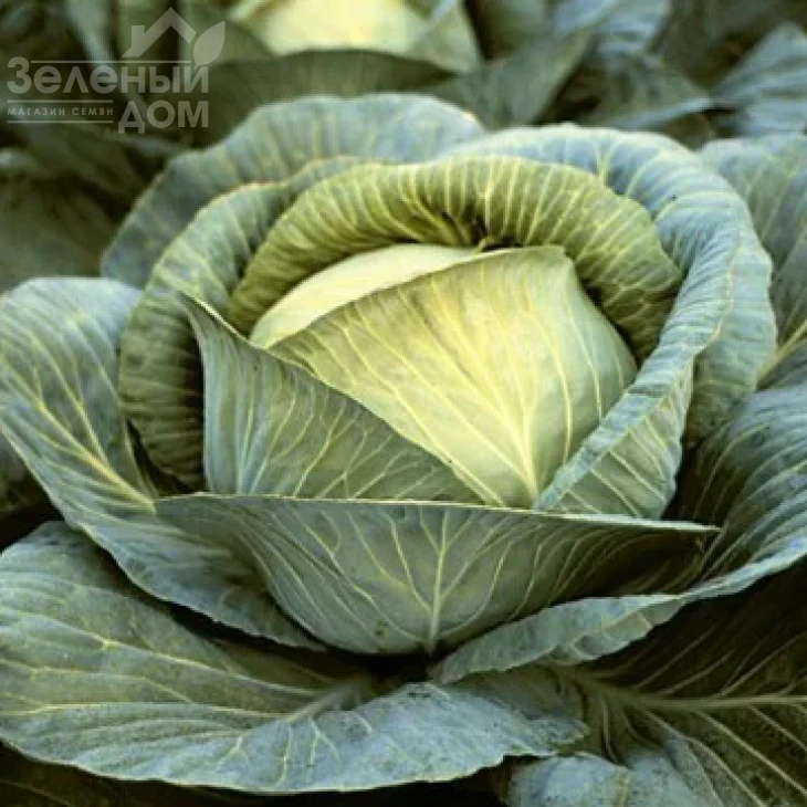 Бартон F1 / Barton F1,120 дней фото 1