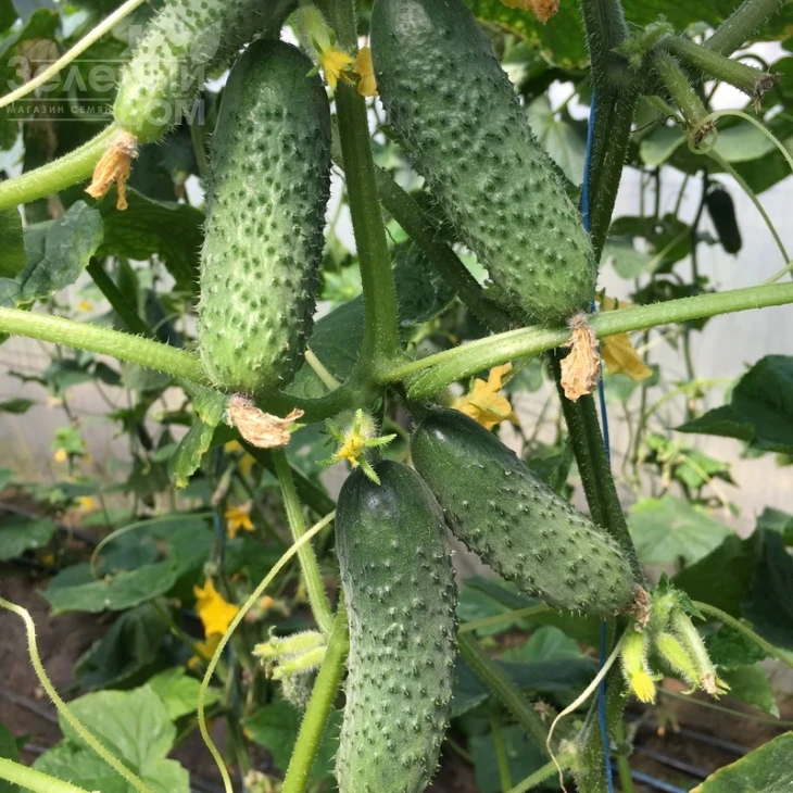 Туми F1 / Tumi F1,38-40 дней фото 1