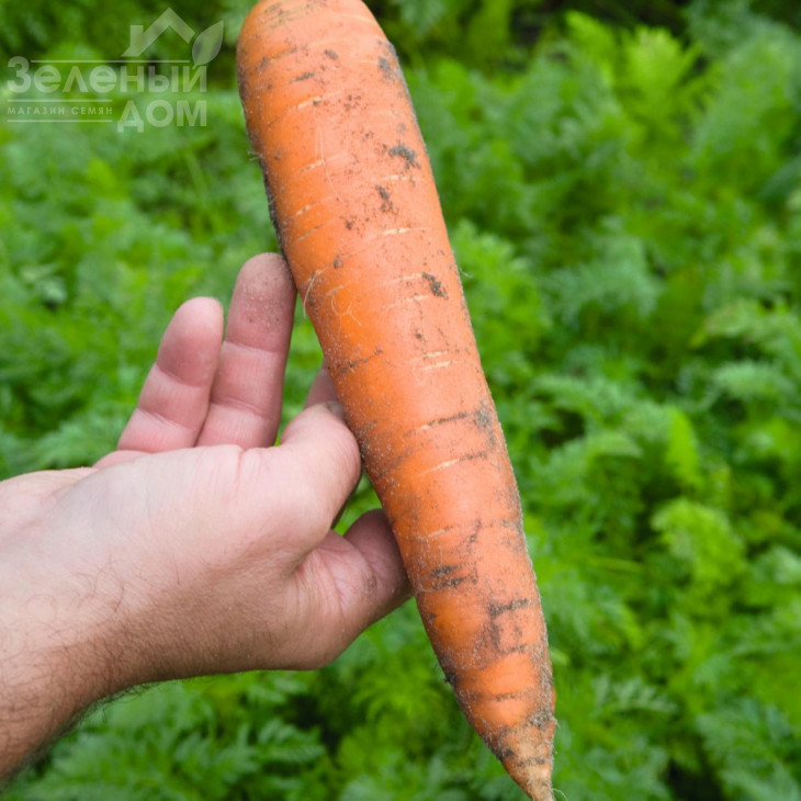 Балтімор F1 / Baltimore F1,103 дні фото 1