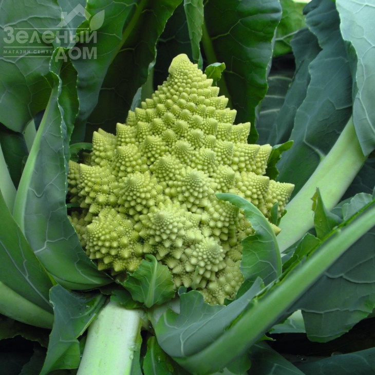 Вероніка F1 / Veronica F1,85 днів фото 1