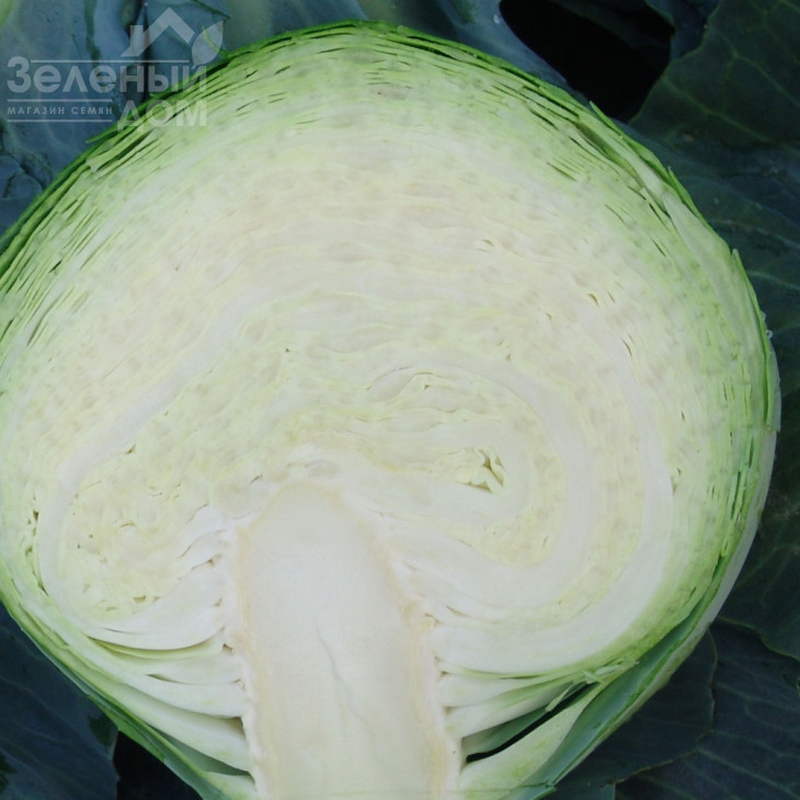 Альбатрос (Мерідор) F1 / Albatros (Meridor) F1,135-145 днів фото 2