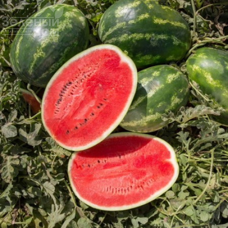 Юкон F1 / Yukon F1,68-72 днів фото 1