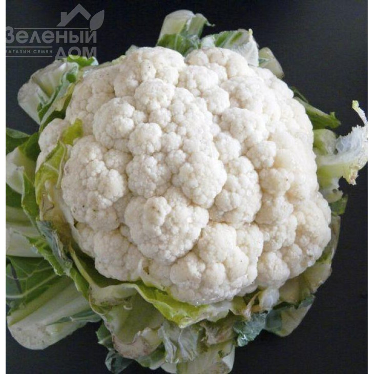 Сноу Леді / Snow Lady,100-120 днів фото 1