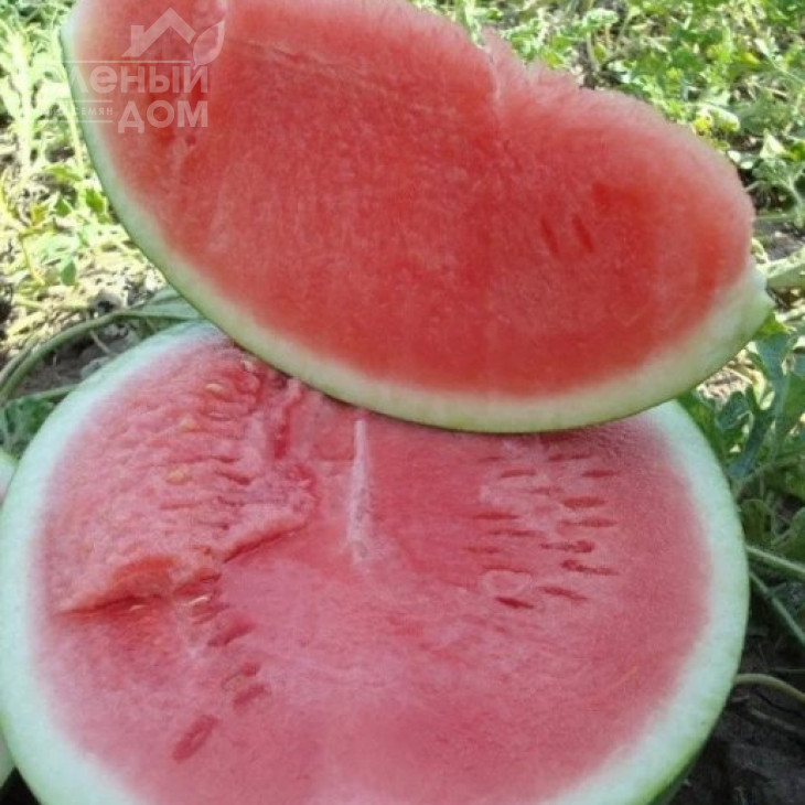 Ортал F1 / Ortal F1,70-75 днів фото 2