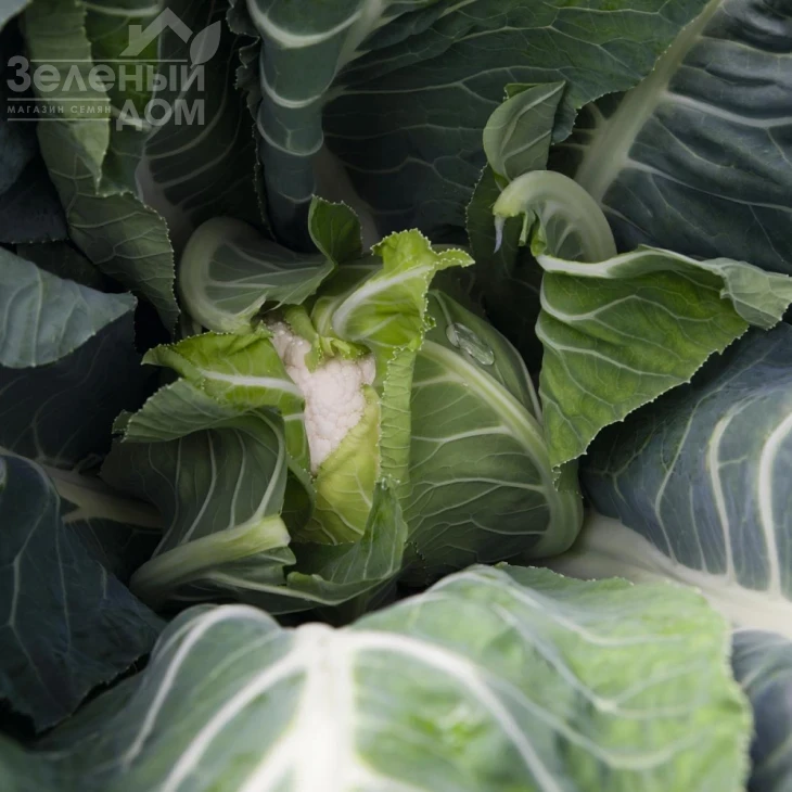 Балбоа F1 / Balboa F1,89 дней фото 2