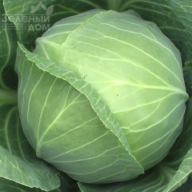 Камінна голова / Kamennaya golova фото 1