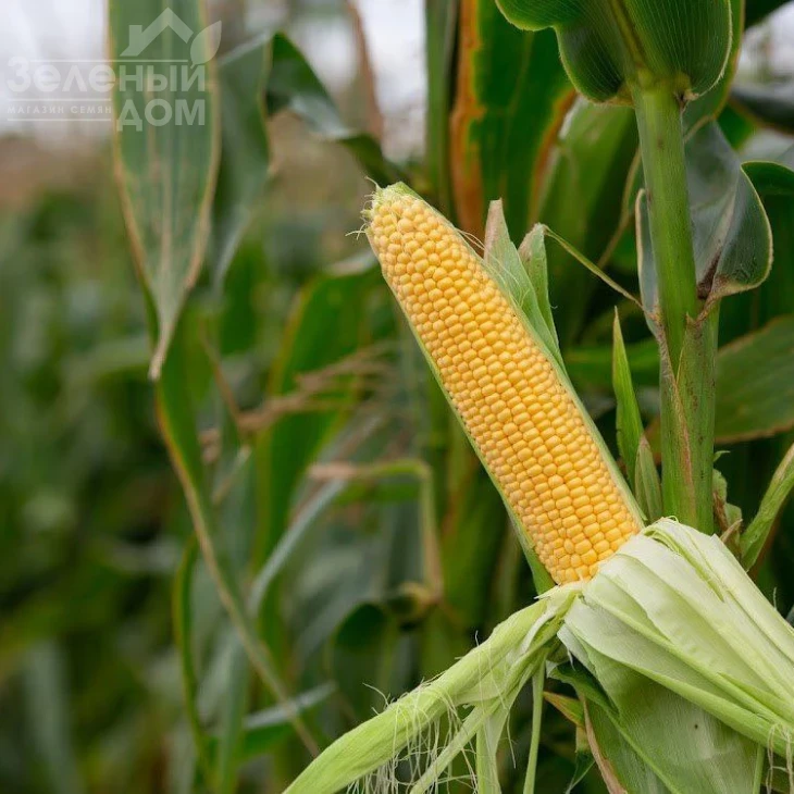 Санрайз F1 / Sanrayz F1, 78-80 дней фото 1