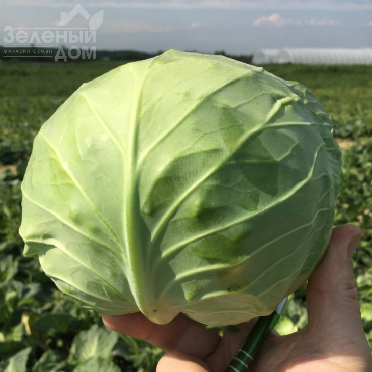 Пушма F1 / Pushma F1,48-52 дні фото 1