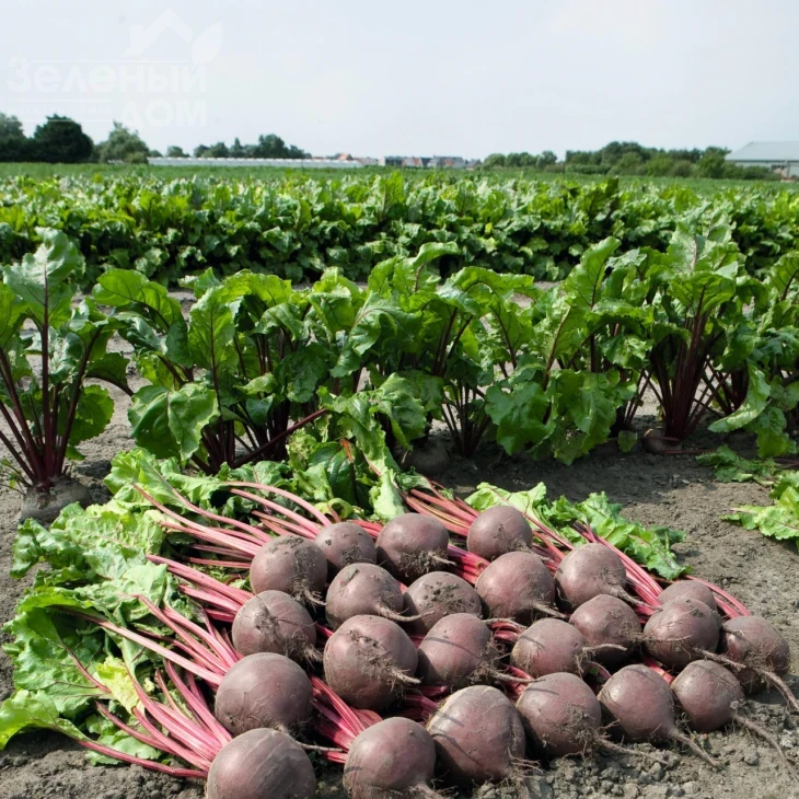 Боро F1 / Boro F1,115 дней фото 3