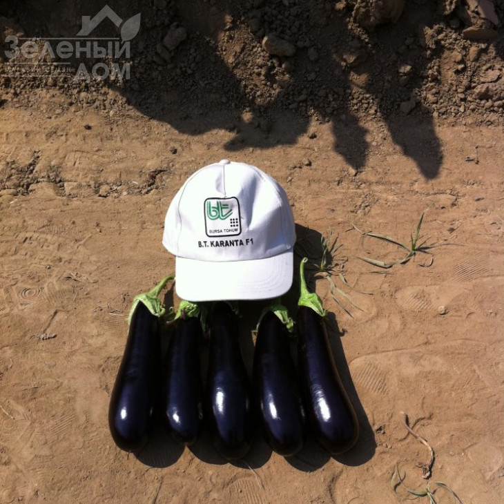 Каранта F1 / Karanta F1,60-65 днів фото 4