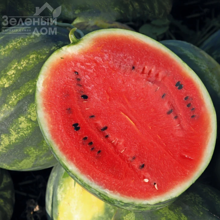 Сорренто F1 / Sorrento F1,54-57 дней фото 1