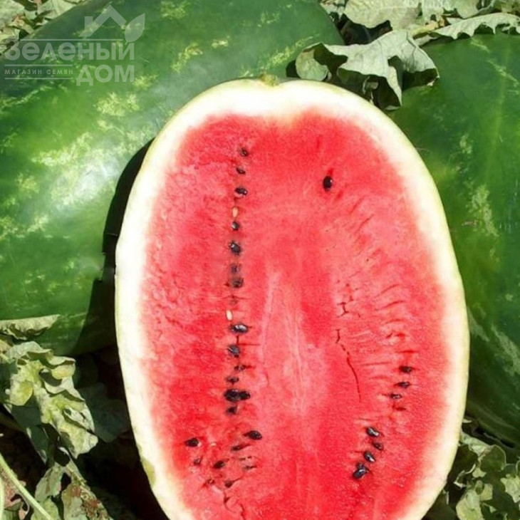 Ерлі Саманта F1 / Early Samanta F1,65 - 70 днів фото 1