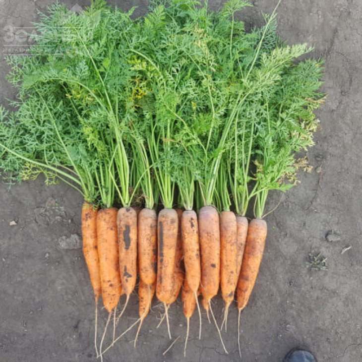 1932  F1 / 1932  F1, 90 днів фото 2