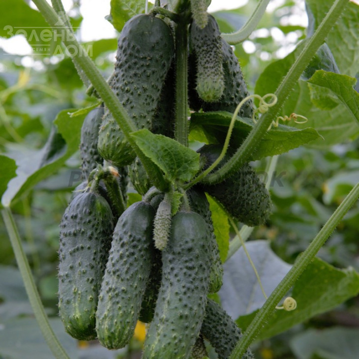 Фантазі F1 / Fantazi F1 фото 1