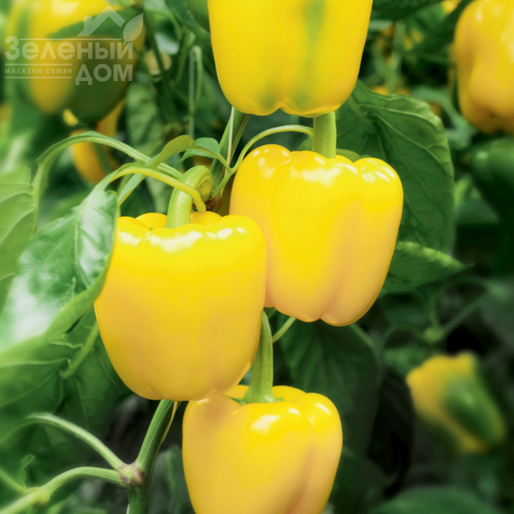 Люмос F1 / Lyumos F1,60-63 дні фото 1