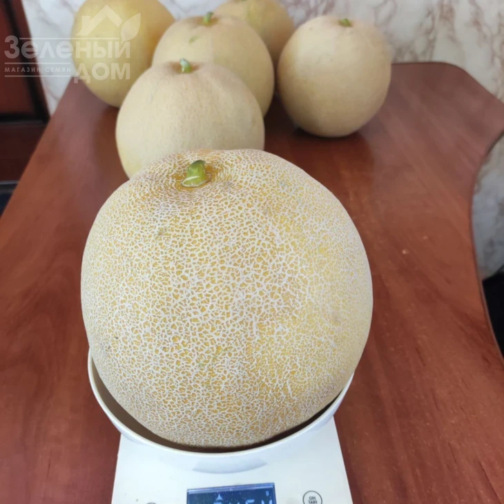 Сара F1 (INX 1231) F1 / SARA F1 (INX 1231) F1,48-50 дней фото 3