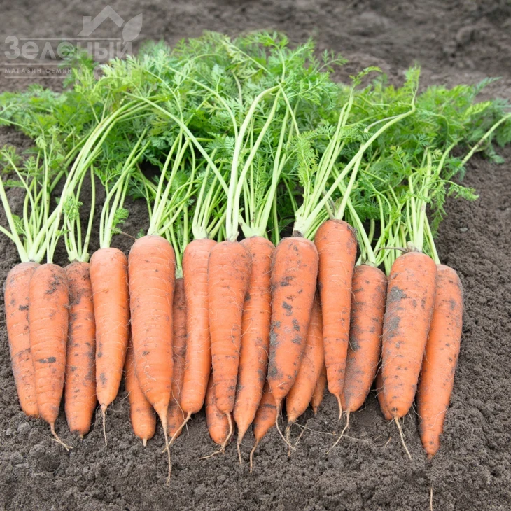 Вита Лонга / Vita Longa,160 дней фото 1