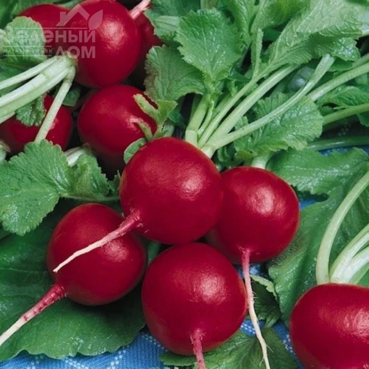 Диего F1 / Diego F1,22-23 дня фото 3