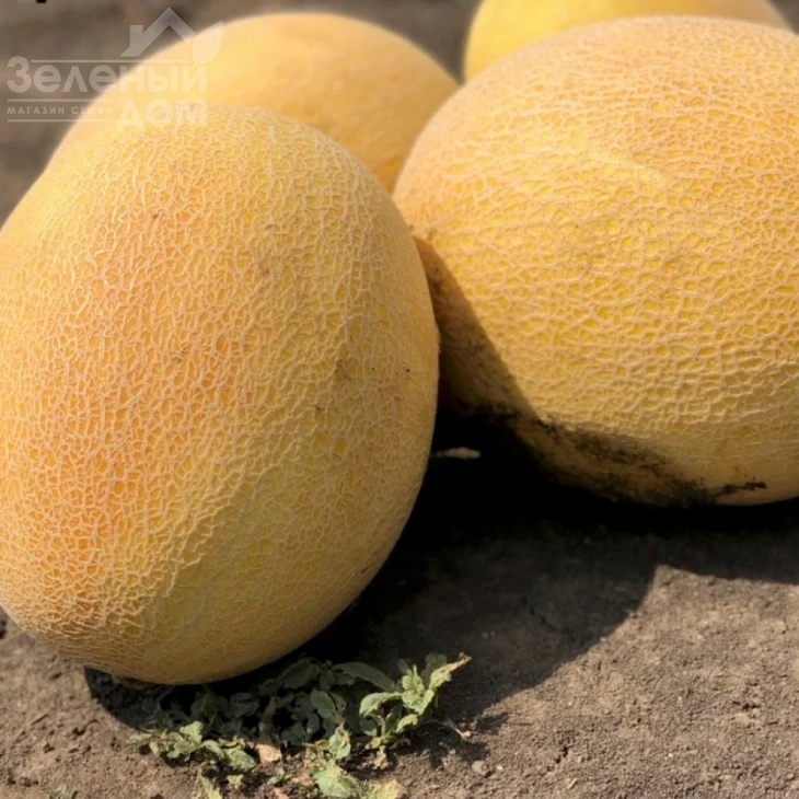 Радмила F1 / Radmila F1,60-65 дней фото 2