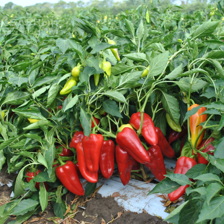 Амулет F1 / Amulet F1,50-60 днів фото 4