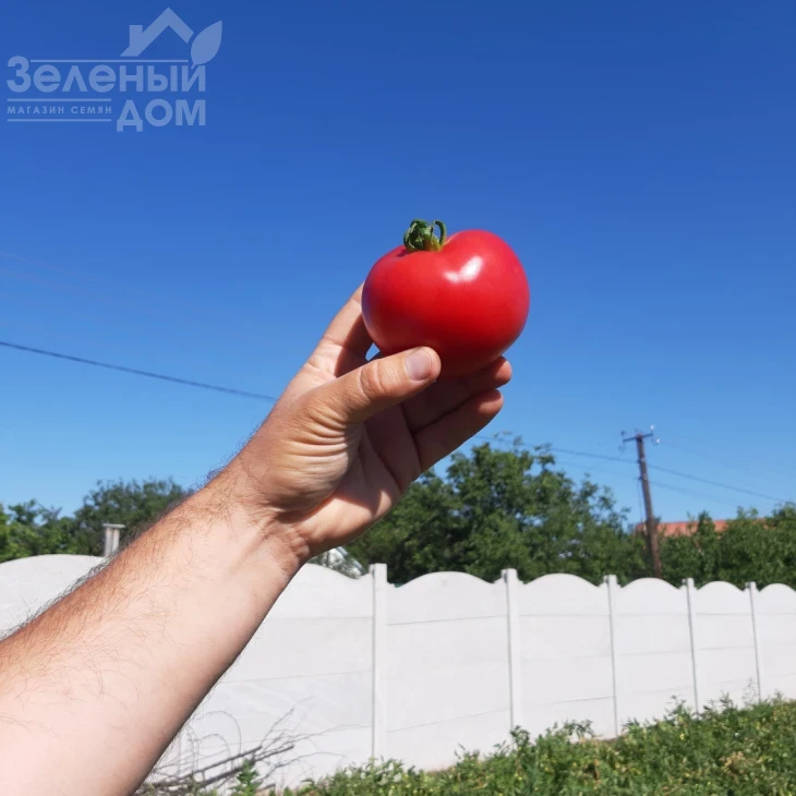 Селла F1 / Sella F1, 58-62 дня фото 1