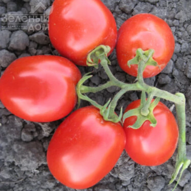 8504 F1 / 8504 F1, 125 дней фото 1