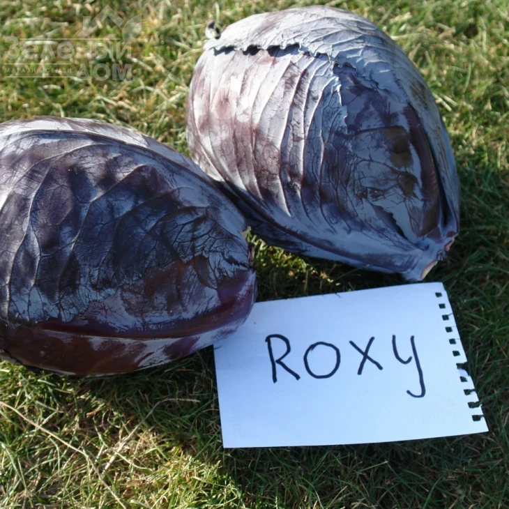 Роксі F1 / Roxy F1, 125-135 днів фото 3