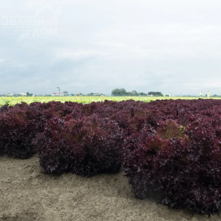 Солос / Solos,40-45 дней фото 2