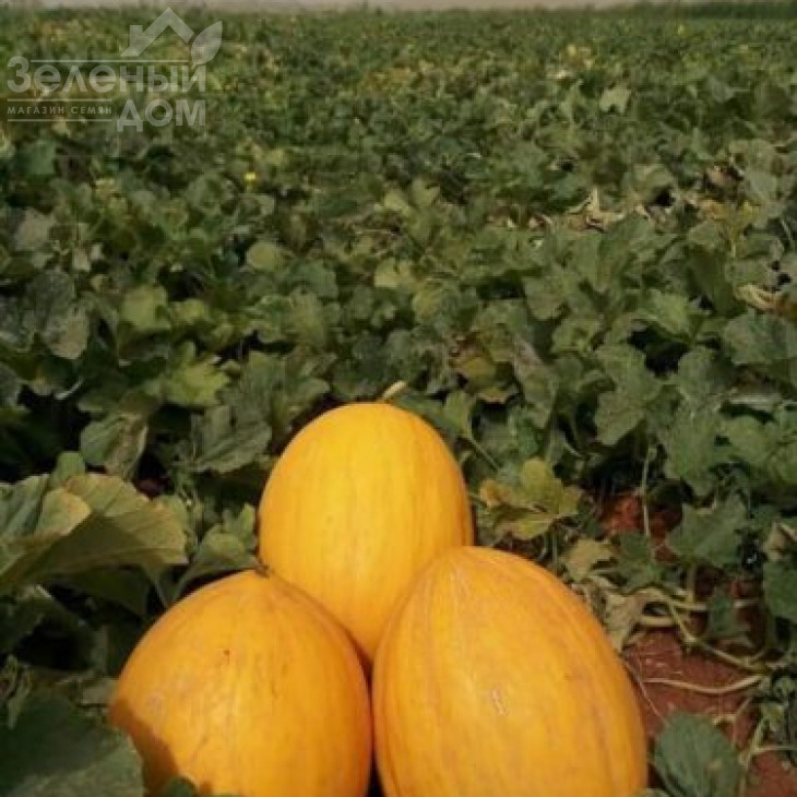 Каррера F1 / Karrera F1, 80-85 днів фото 2