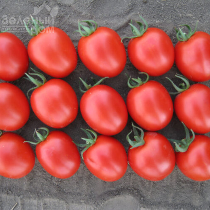 Боцман F1 / Bocman F1,90-95 днів фото 4