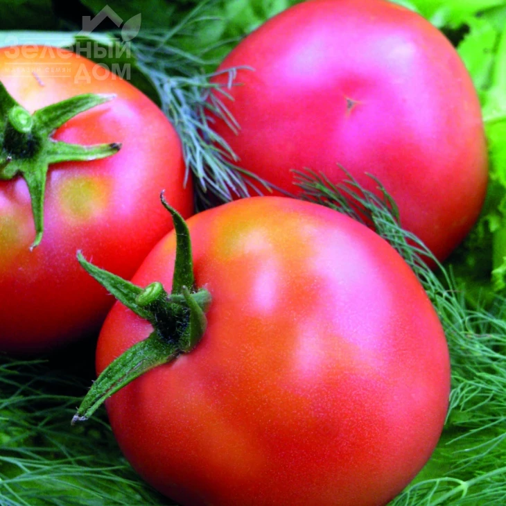 Настенька / Nastenka, 90-100 дней фото 1