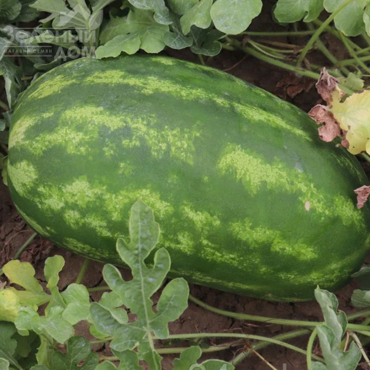 Реджина F1 / Regina F1 фото 1