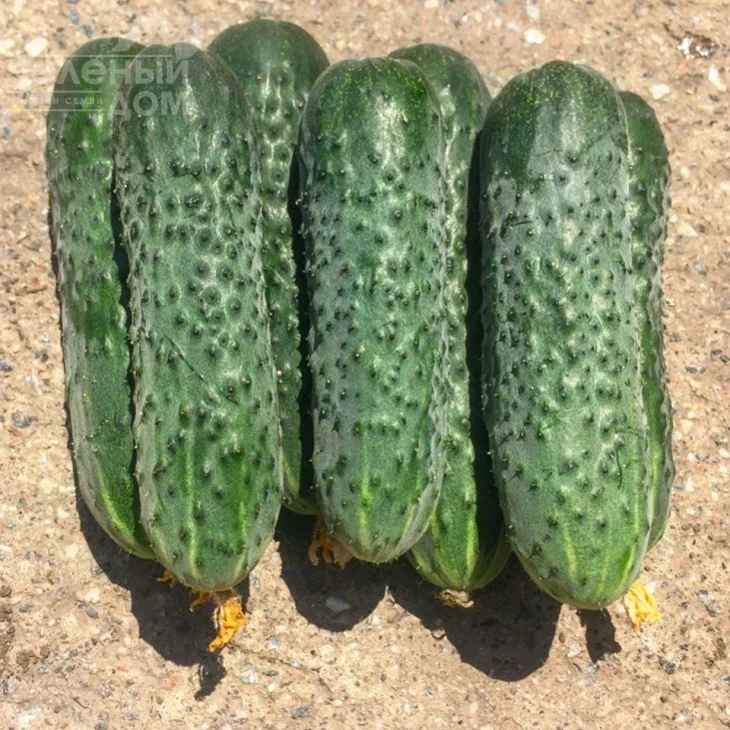 14015 F1 / 14015 F1,45 дней фото 1