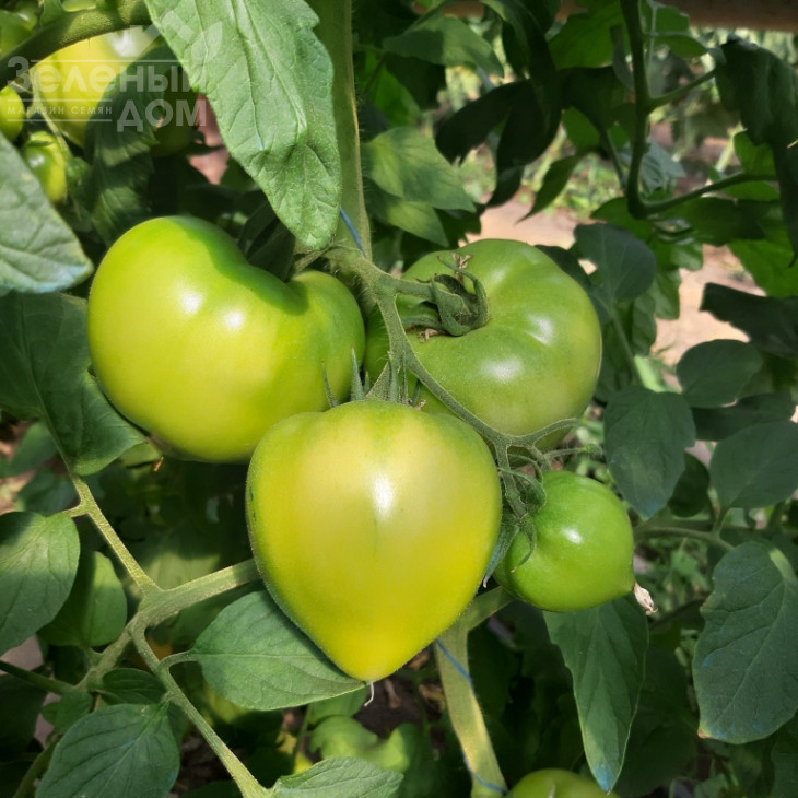 Нікса F1 / Niksa F1, 65-67 днів фото 2